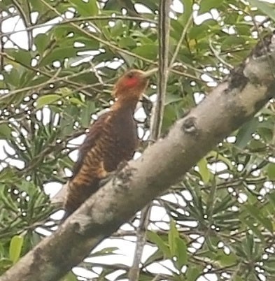 Waved Woodpecker (Waved) - ML610162828
