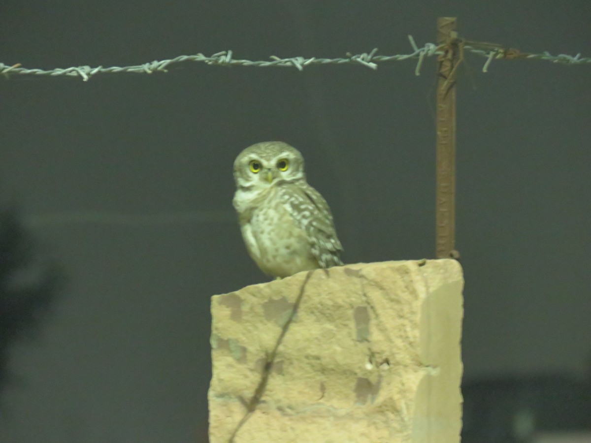Spotted Owlet - ML610162832
