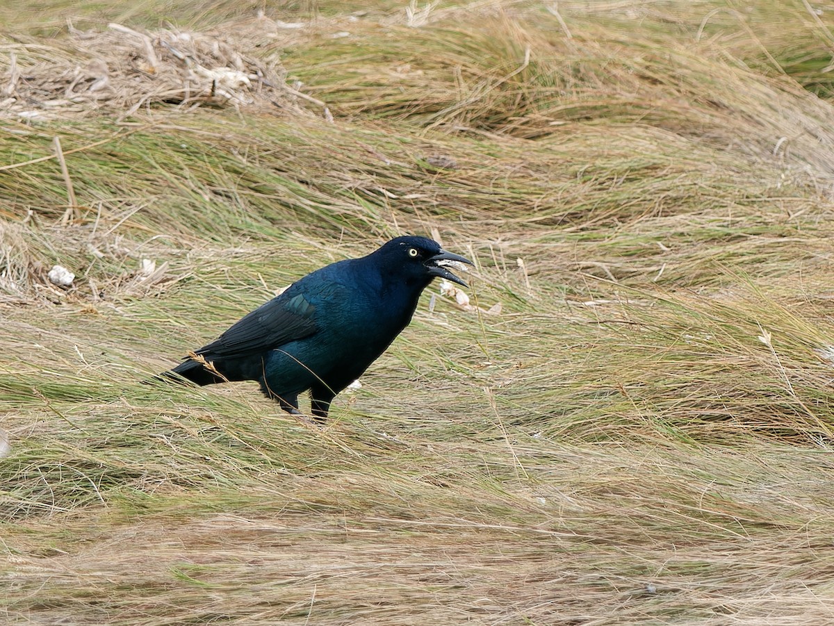 Boat-tailed Grackle - ML610163848
