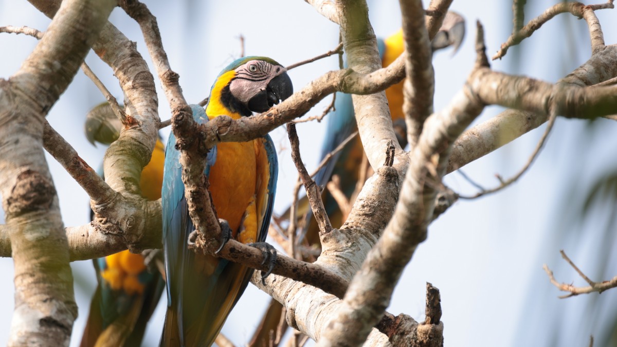 Blue-and-yellow Macaw - ML610163923