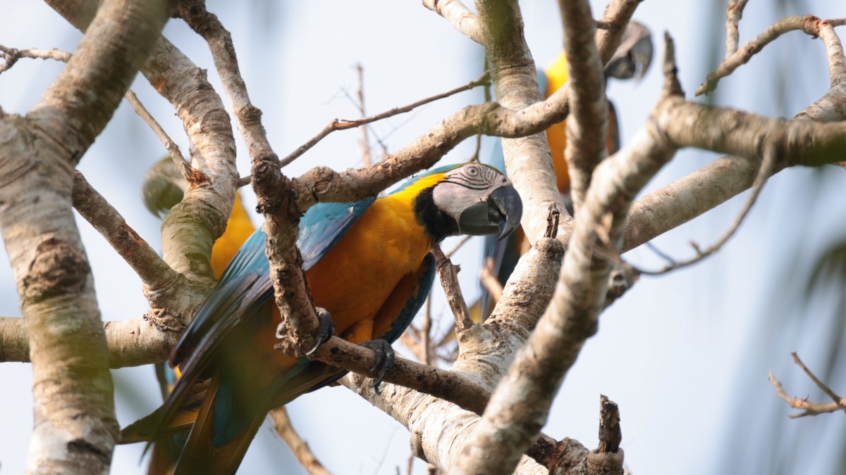 Blue-and-yellow Macaw - ML610163924
