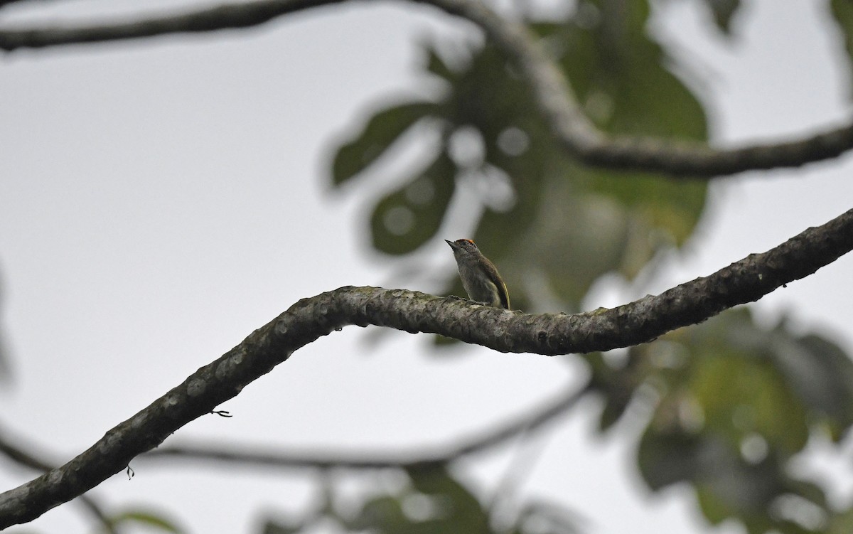 Fine-barred Piculet - ML610163975