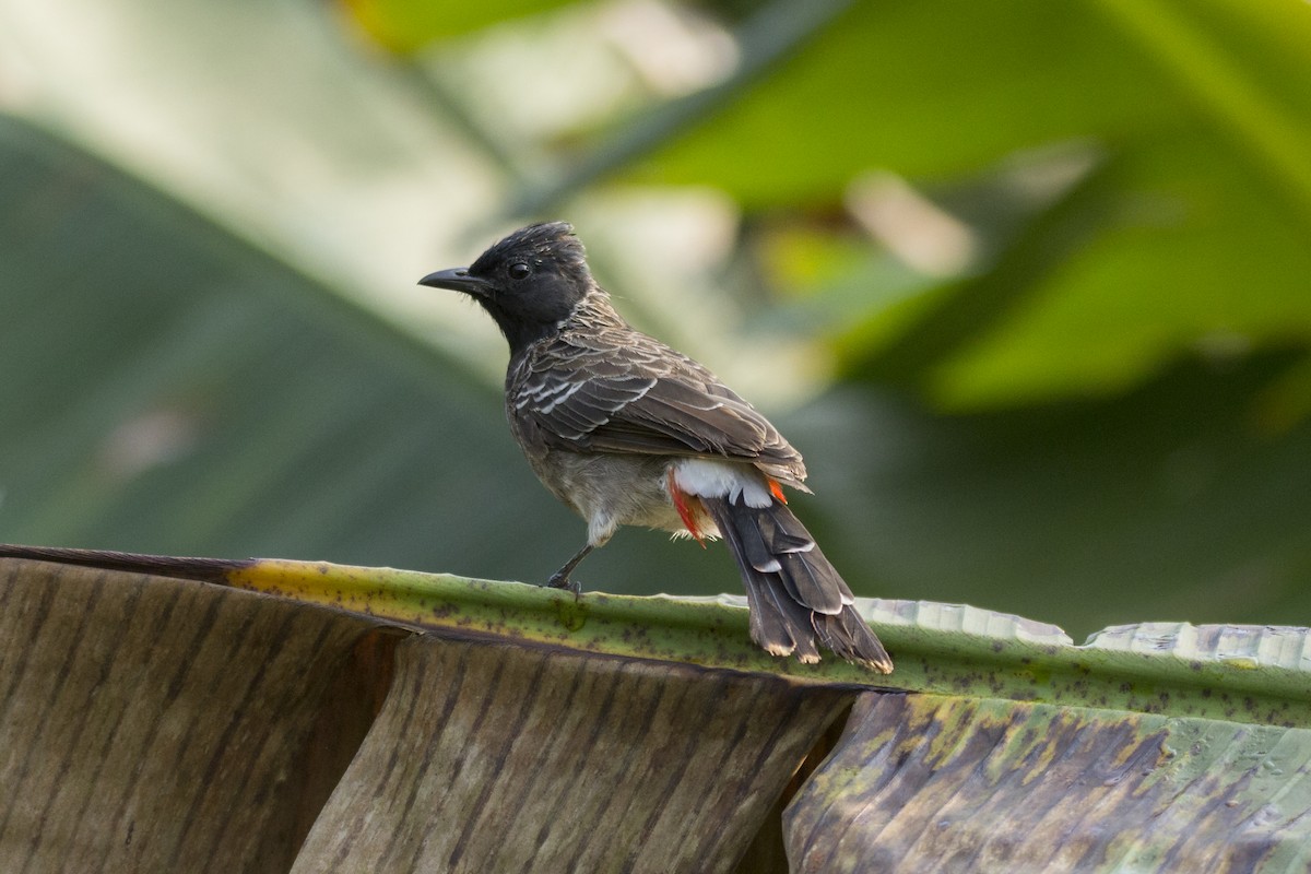 Red-vented Bulbul - ML610164028