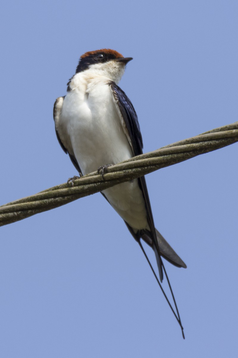 Wire-tailed Swallow - ML610164096