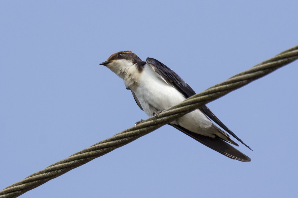 Wire-tailed Swallow - ML610164097