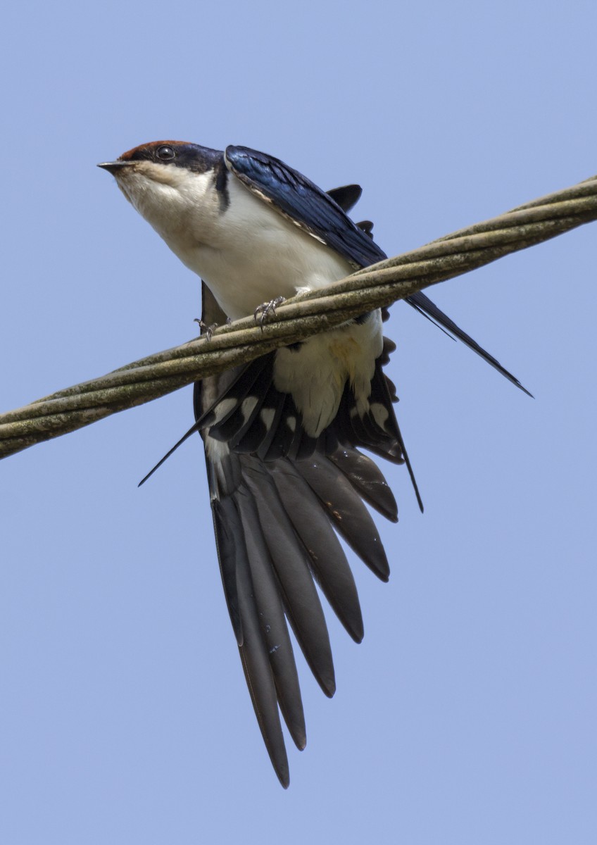 Wire-tailed Swallow - Vishnu Vinod