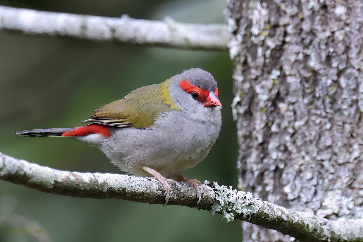 Red-browed Firetail - Roksana and Terry