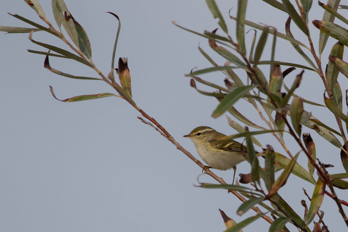 Yellow-browed Warbler - Davy Bosman