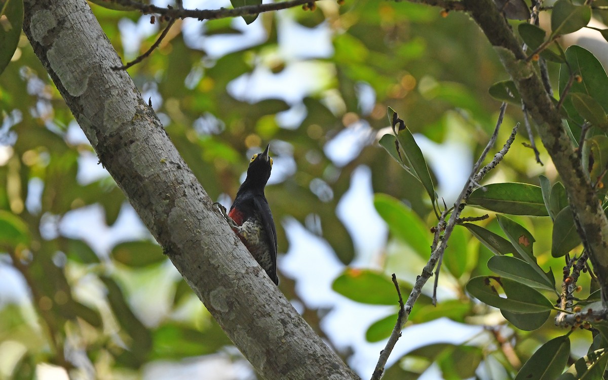 Yellow-tufted Woodpecker - ML610164416