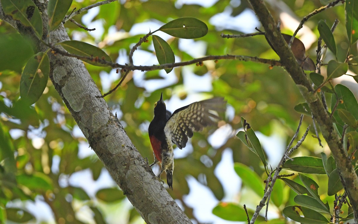 Yellow-tufted Woodpecker - ML610164418
