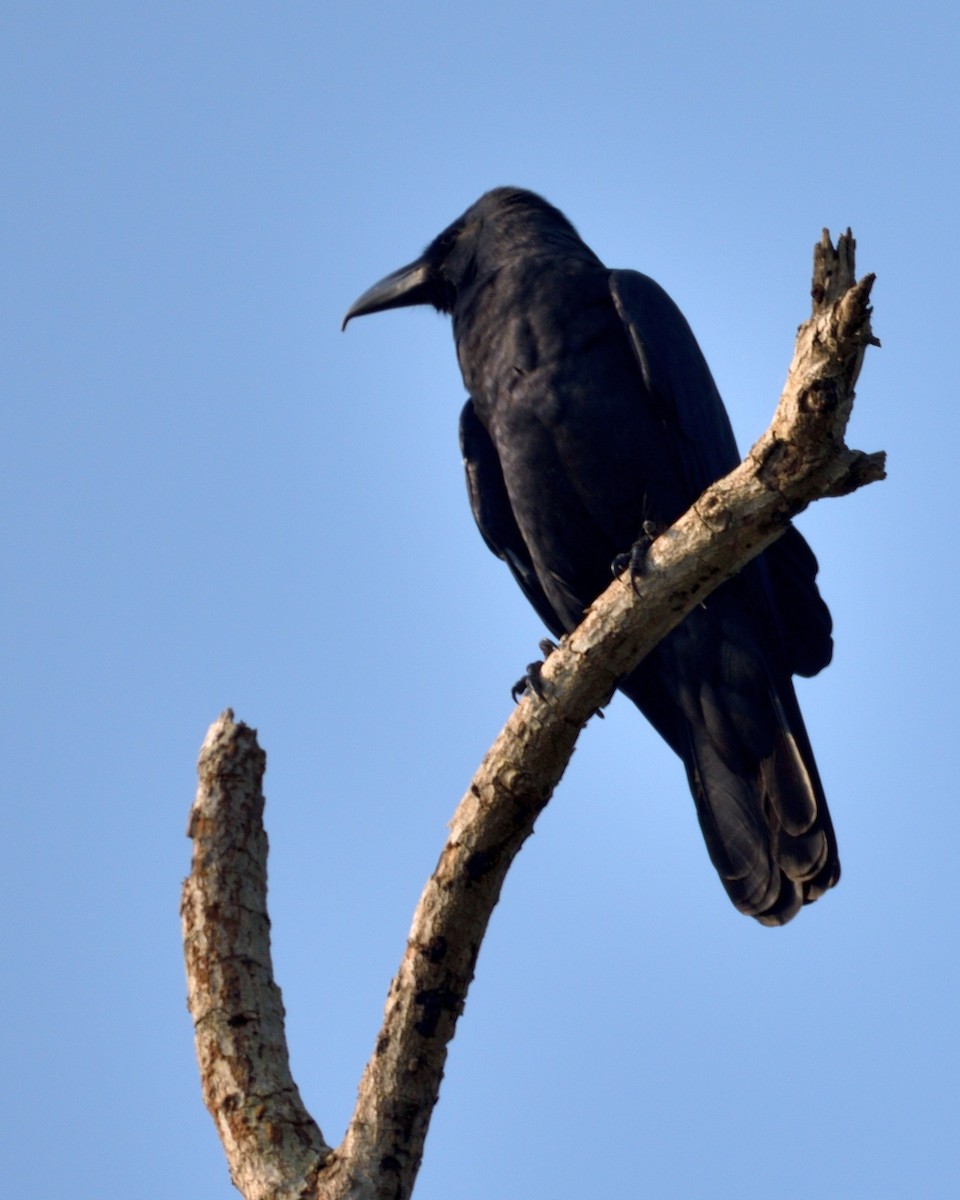 Large-billed Crow - ML610165002