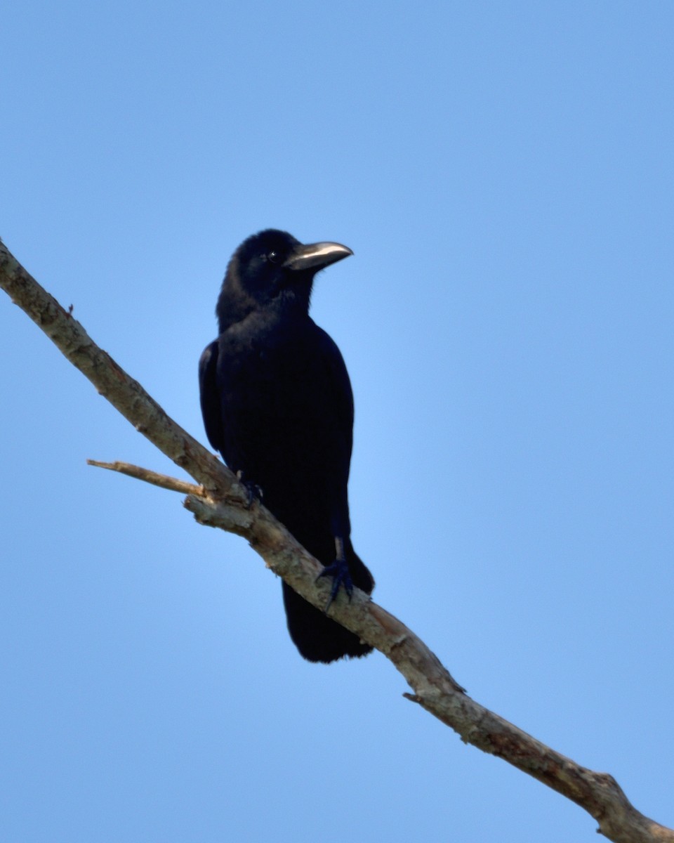 Large-billed Crow - ML610165003