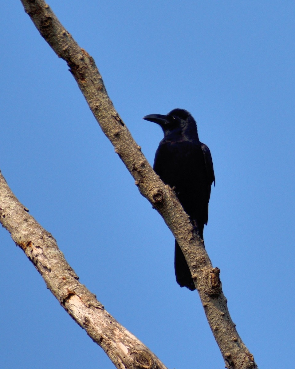 Large-billed Crow - ML610165004