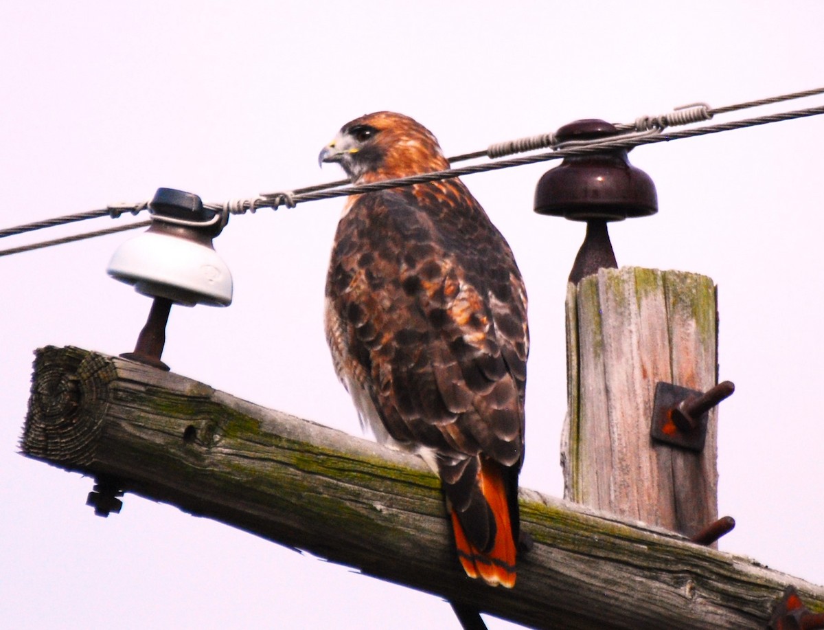 Red-tailed Hawk - ML610165569