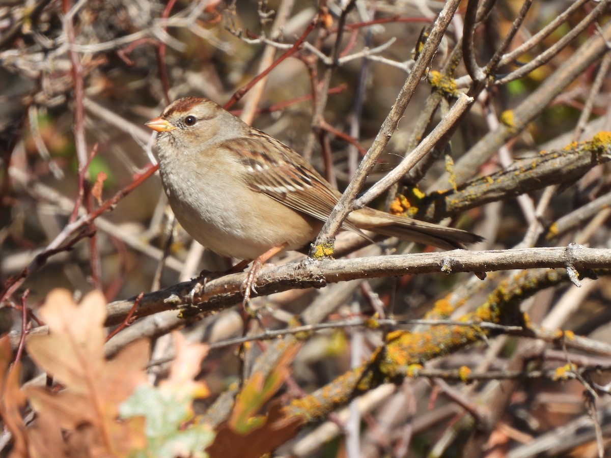 White-crowned Sparrow - ML610165878