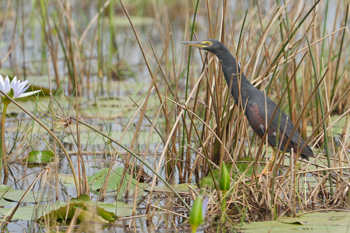 Rufous-bellied Heron - Dave Rimmer