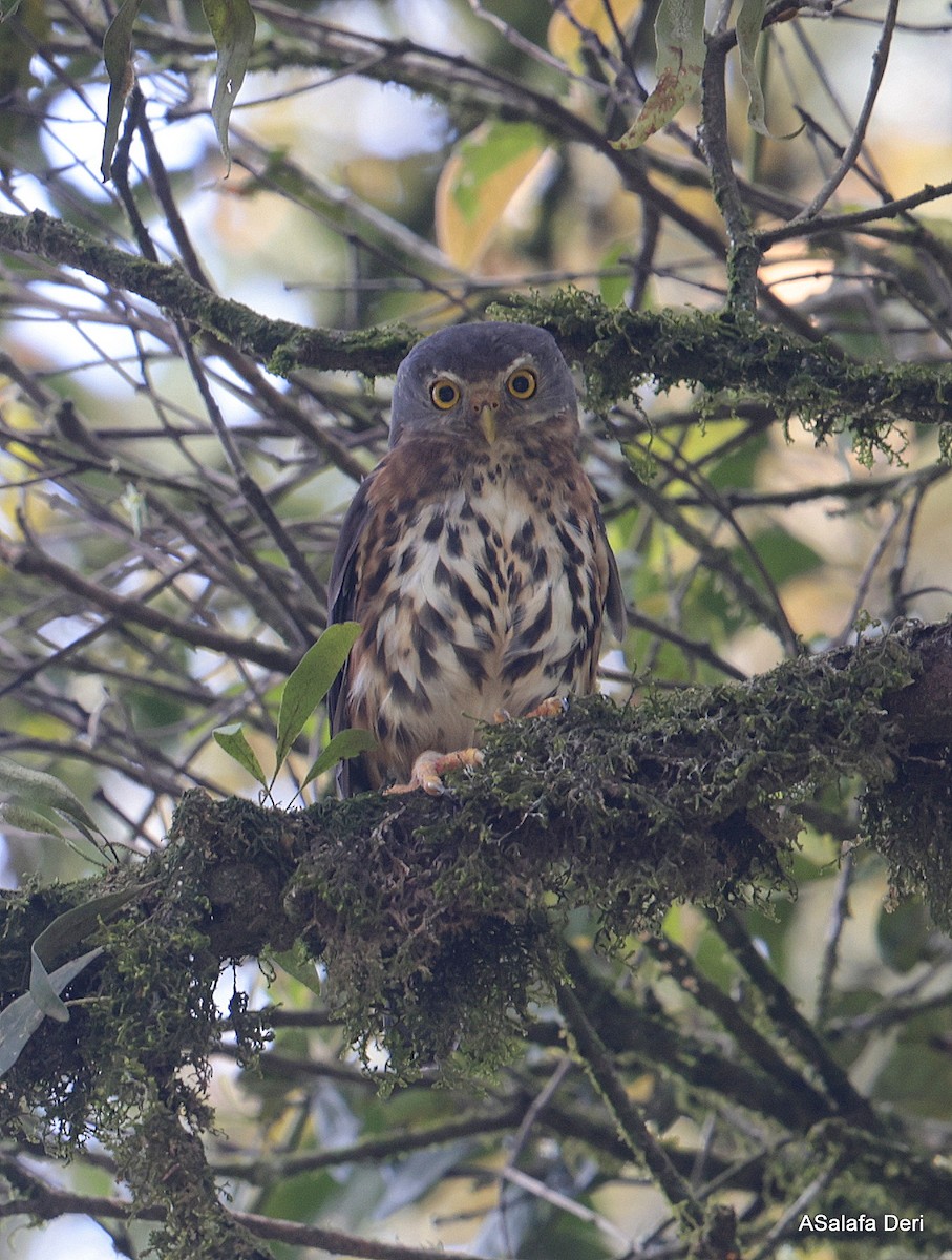 Red-chested Owlet (Eastern) - Fanis Theofanopoulos (ASalafa Deri)