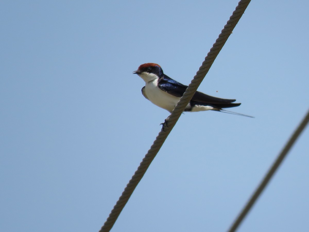 Wire-tailed Swallow - ML610166127