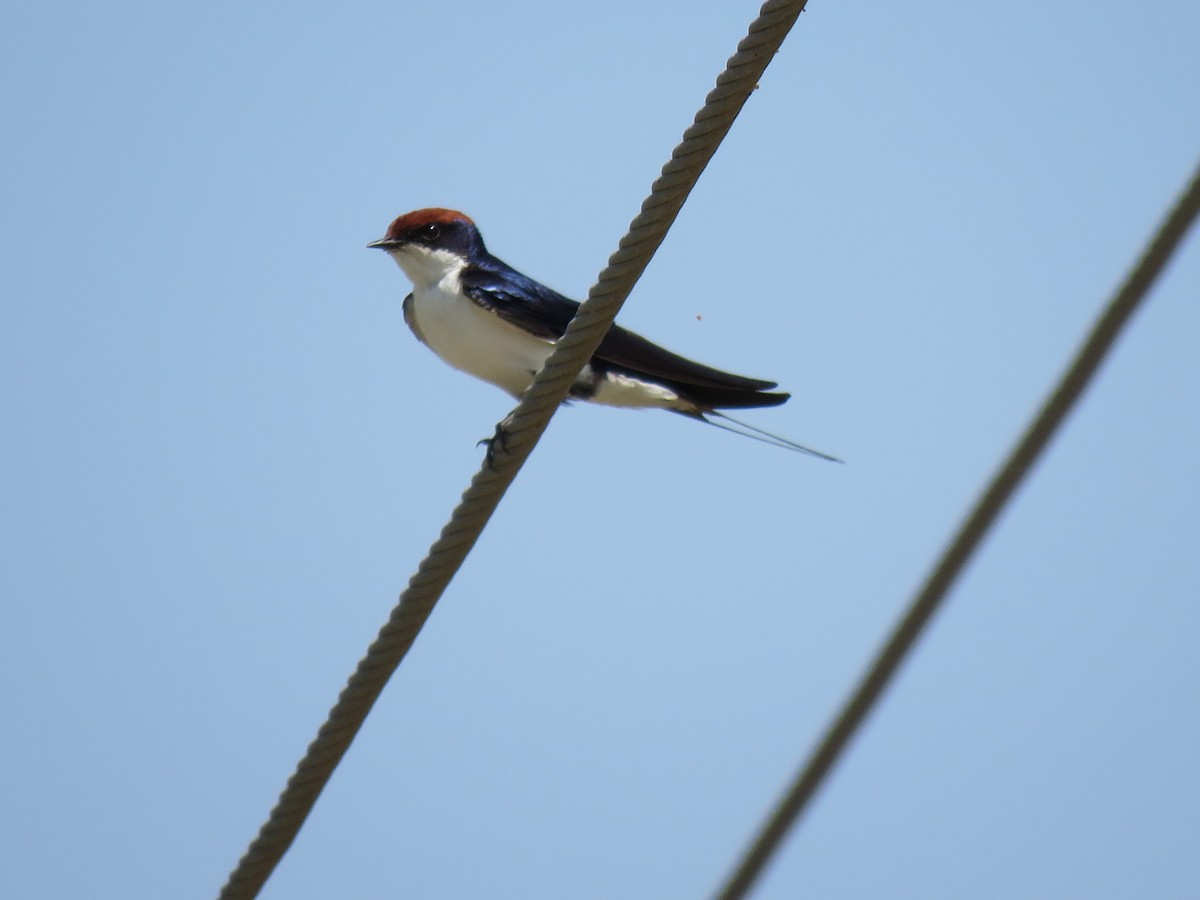 Wire-tailed Swallow - ML610166128