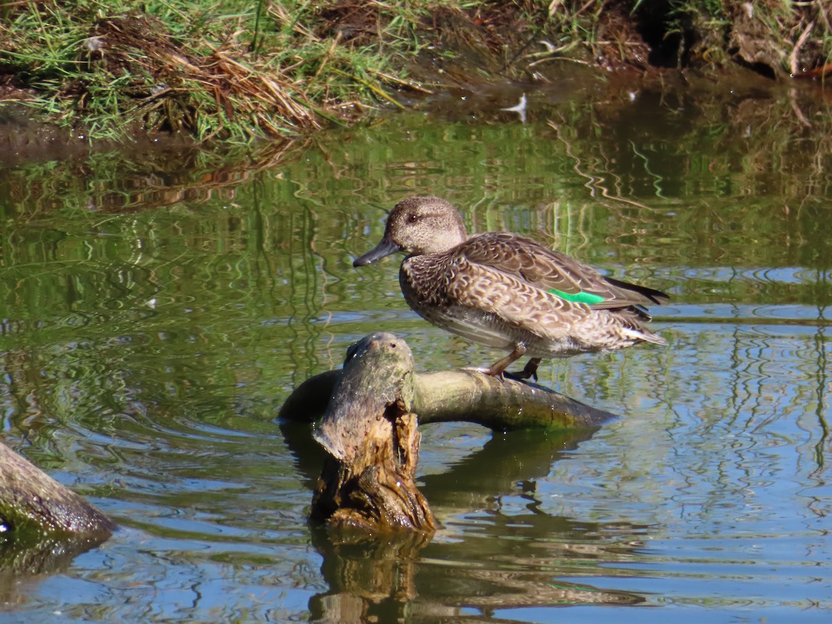Green-winged Teal - ML610166148