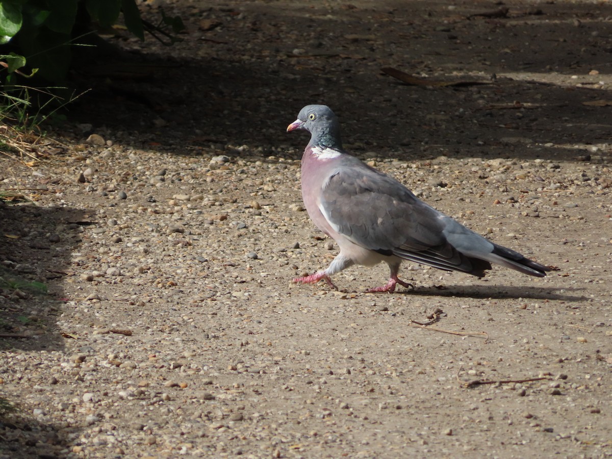 Common Wood-Pigeon - ML610166215