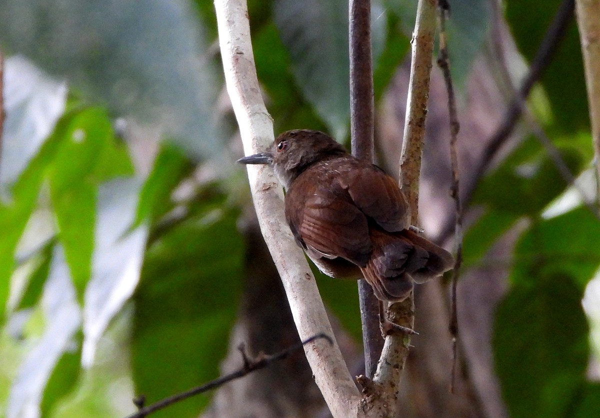 Sulawesi Babbler - ML610166257