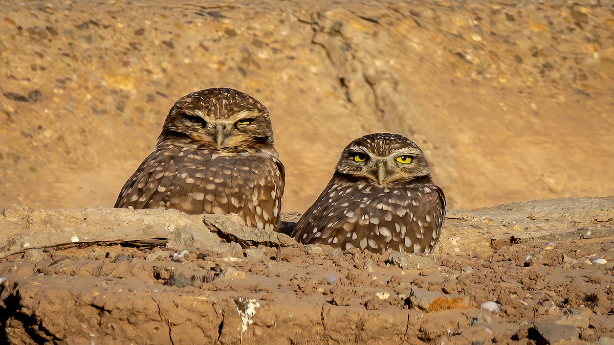 Burrowing Owl - ML610166388