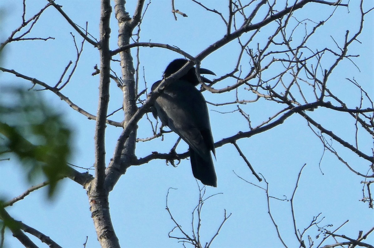 Large-billed Crow - ML610166510