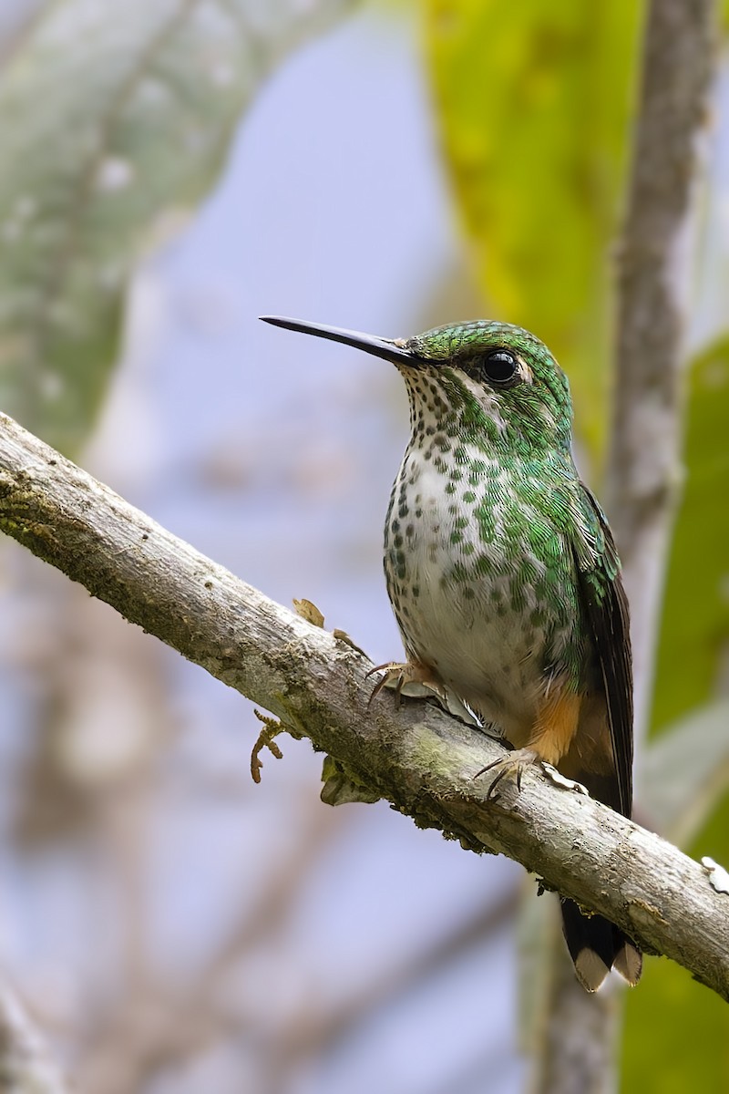 Rufous-booted Racket-tail - ML610166542