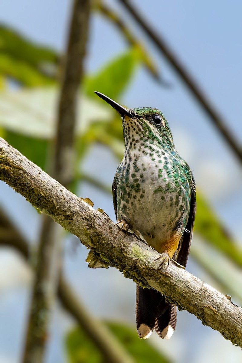 Rufous-booted Racket-tail - ML610166543