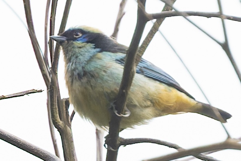 Blue-browed Tanager - ML610166553