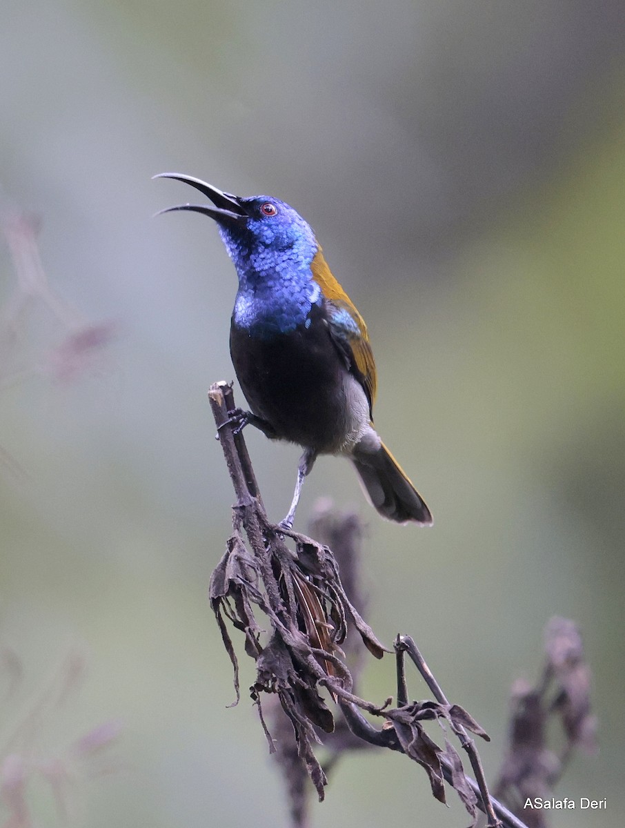 Blue-headed Sunbird - Fanis Theofanopoulos (ASalafa Deri)