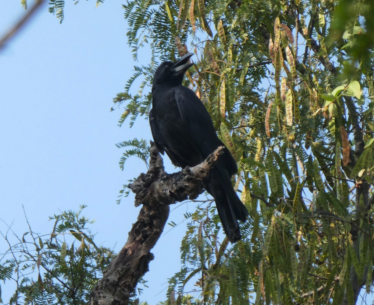 Large-billed Crow - ML610166584