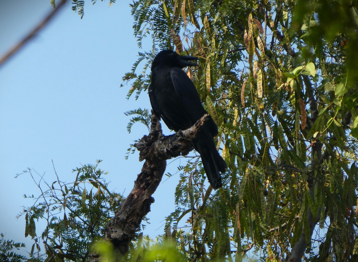 Large-billed Crow - ML610166660