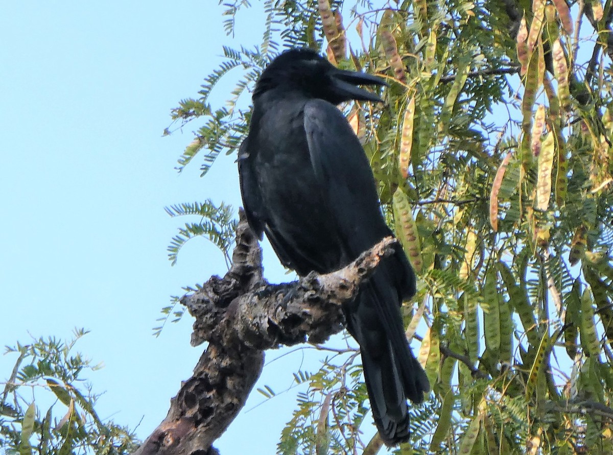 Large-billed Crow - ML610166750