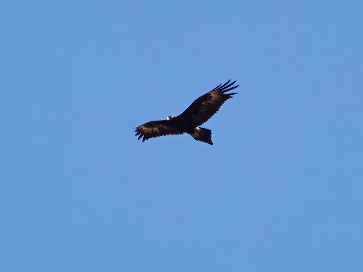 Wedge-tailed Eagle - ML610166795