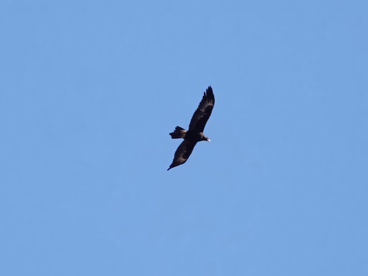 Wedge-tailed Eagle - ML610166796
