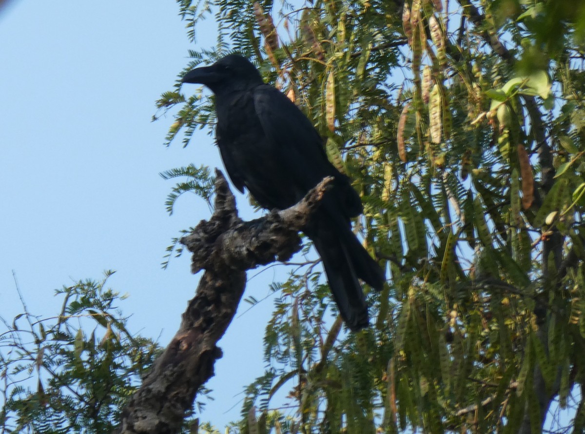 Large-billed Crow - ML610166817