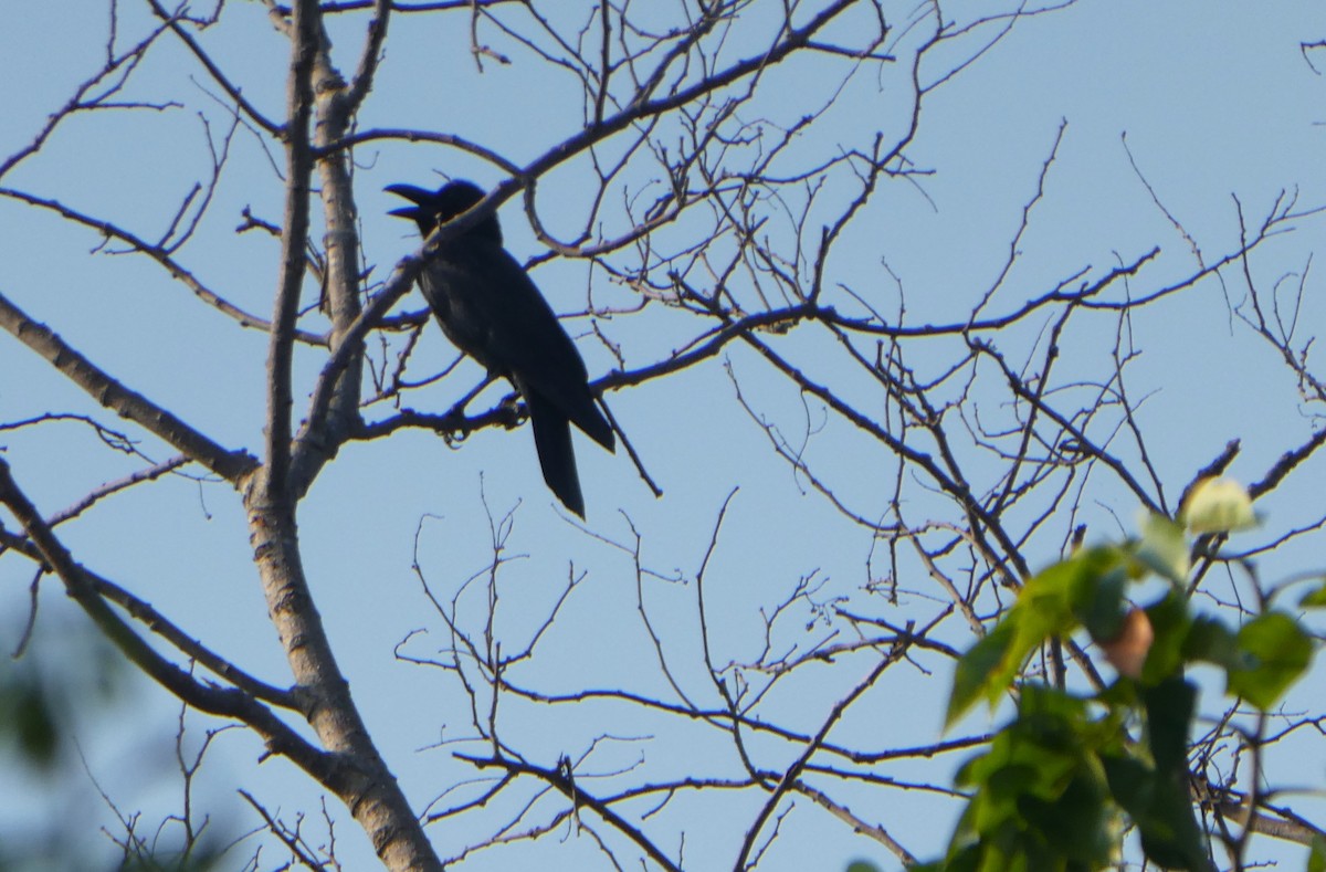 Large-billed Crow - ML610166821