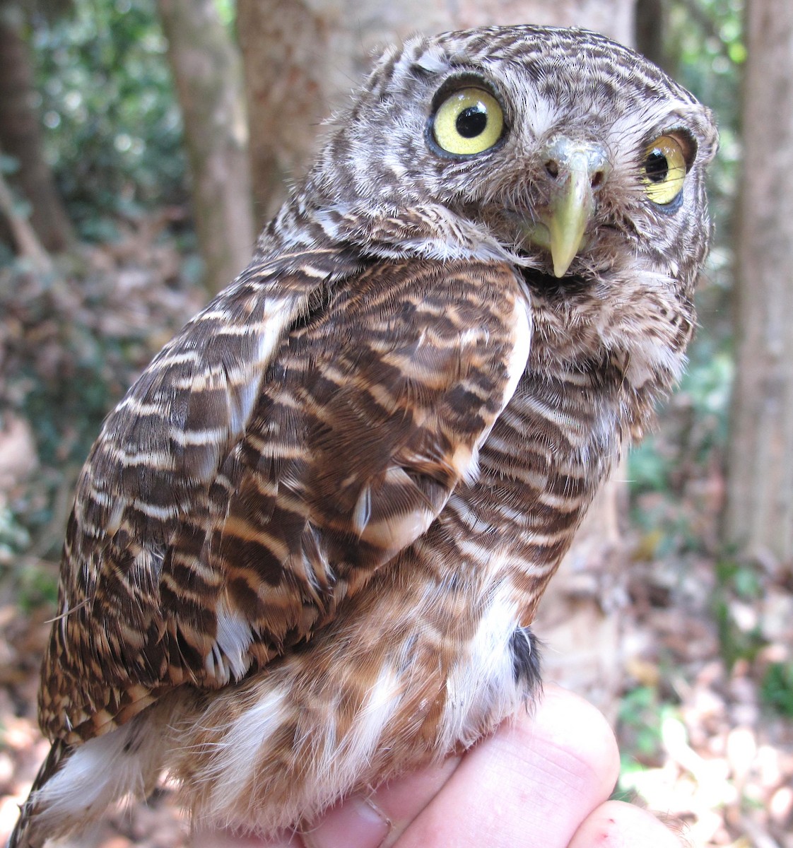 Asian Barred Owlet - ML610167029