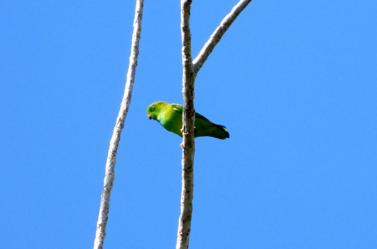Pygmy Hanging-Parrot - ML610167045