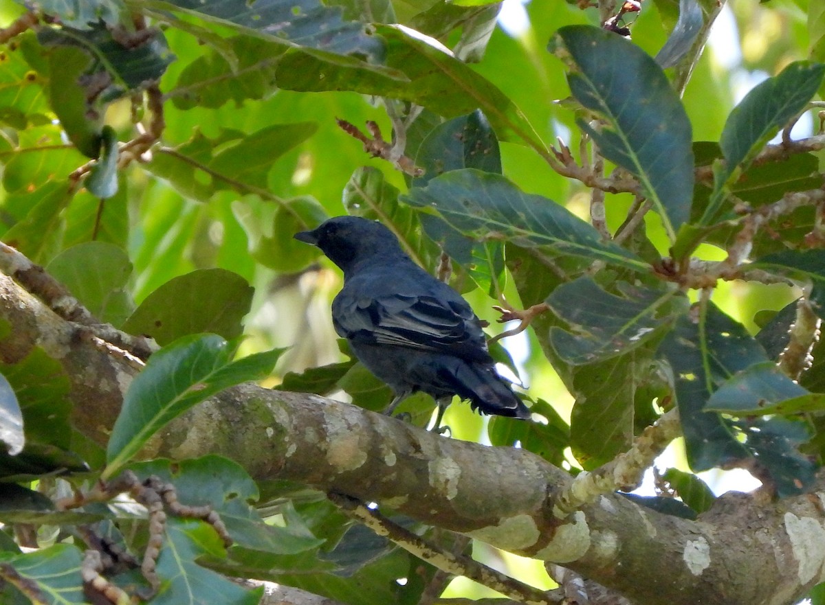 Sulawesi Cicadabird - ML610167059