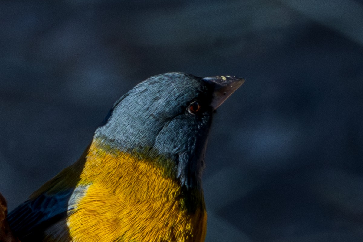 Peruvian Sierra Finch - ML610167194