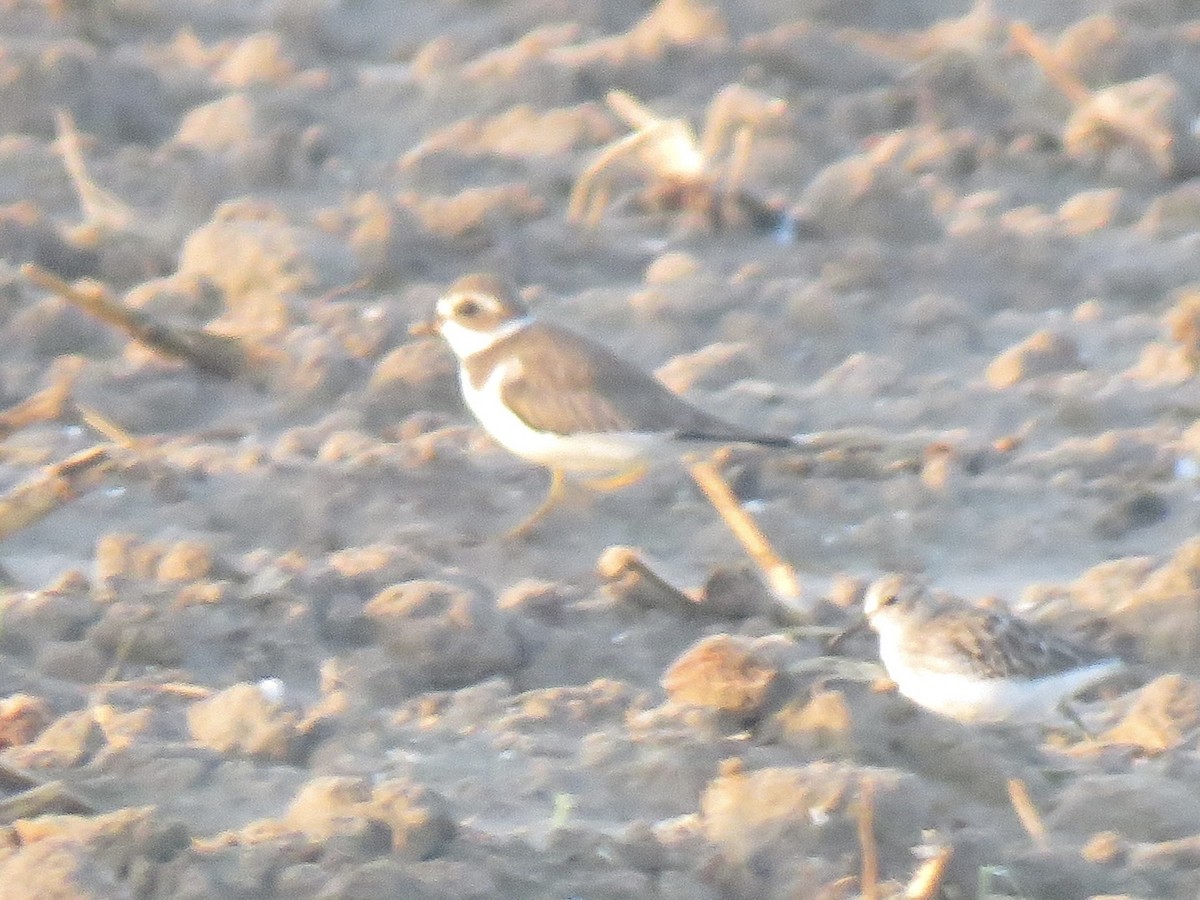Semipalmated Plover - ML610167230