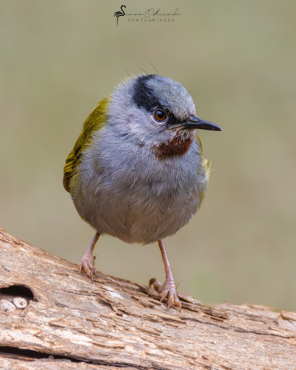 Gray-capped Warbler - ML610167482