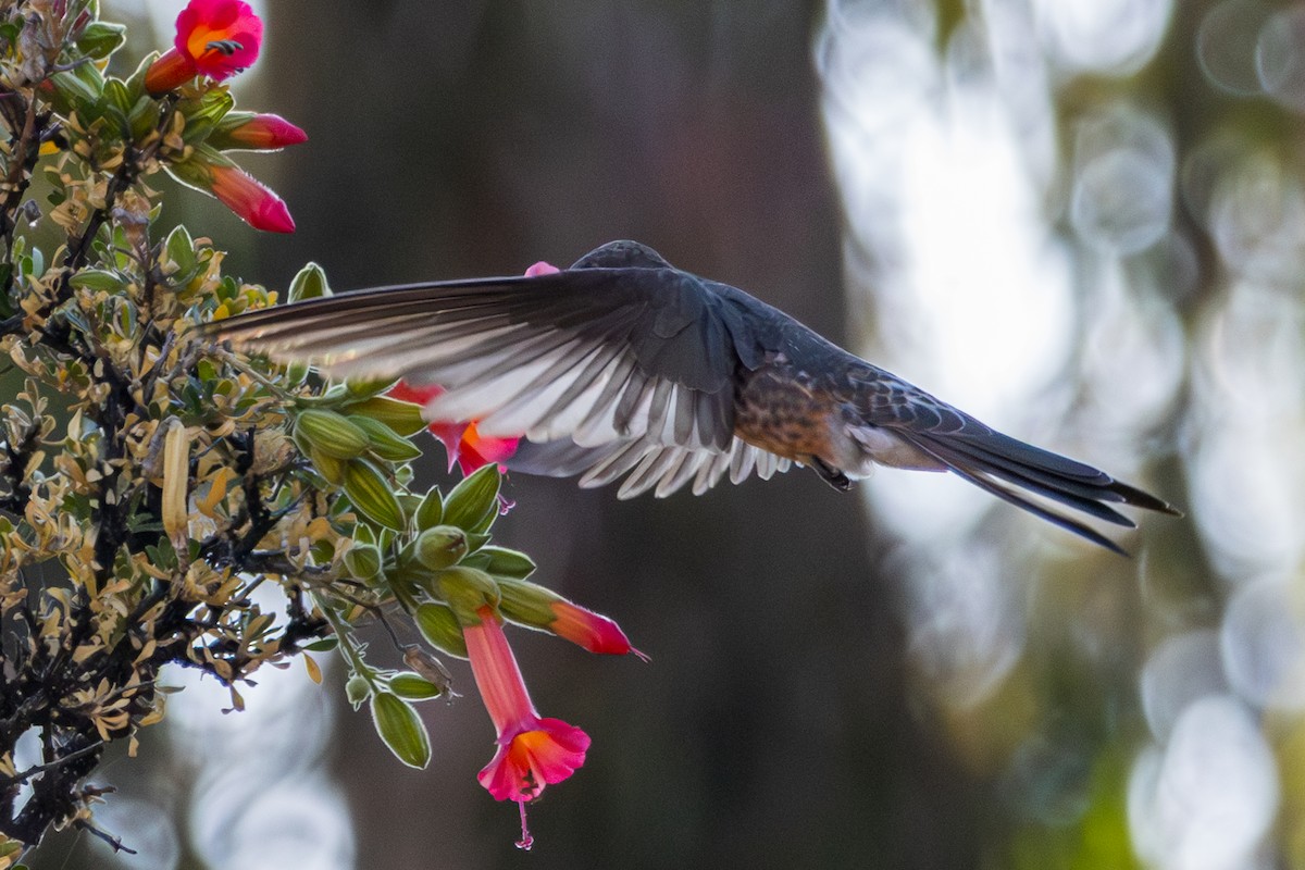 Giant Hummingbird - ML610167598