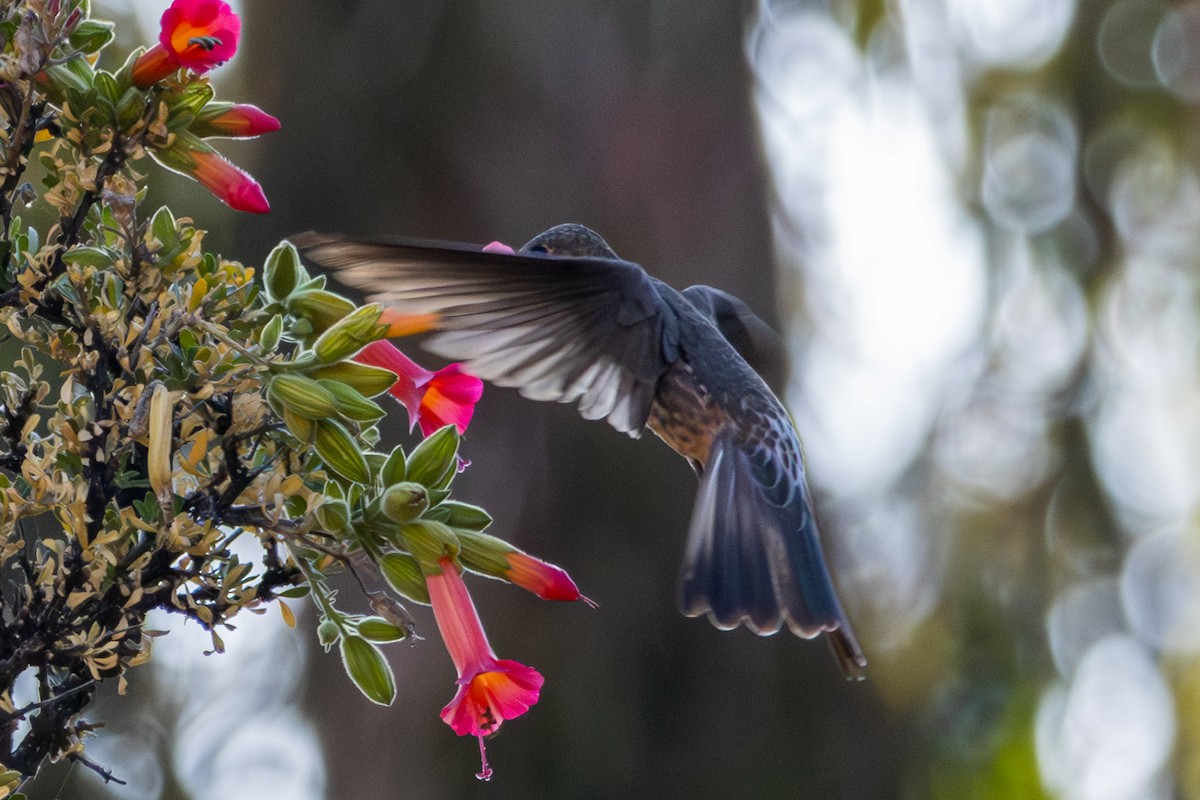 Giant Hummingbird - ML610167599