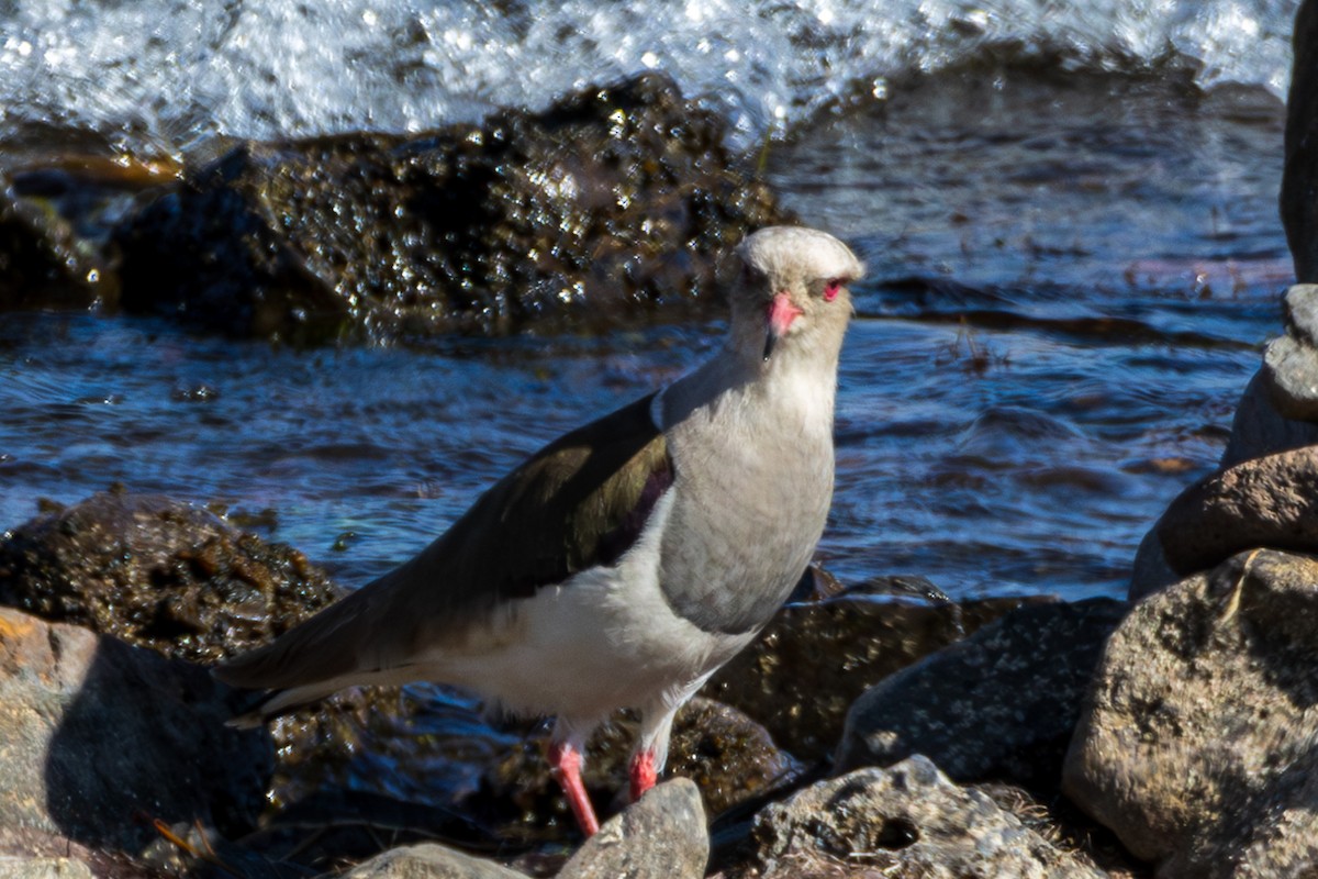 Andean Lapwing - ML610167607