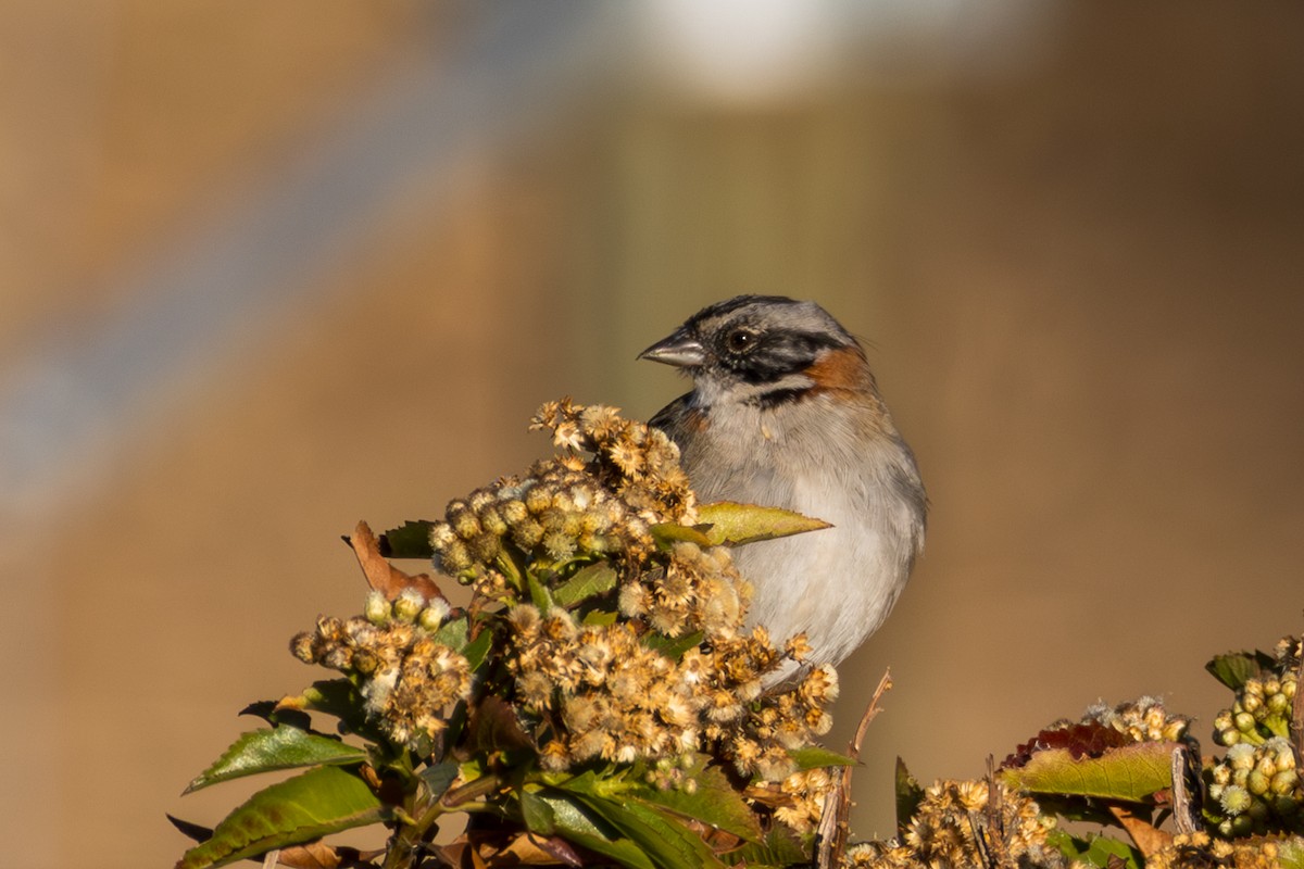 Rufous-collared Sparrow - ML610167627