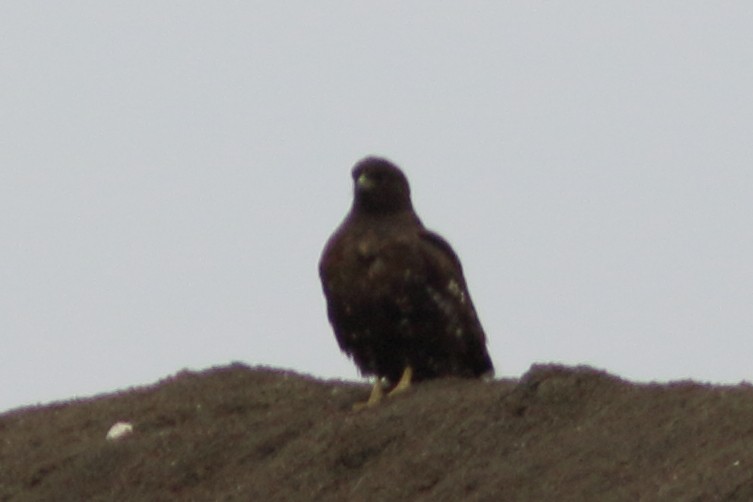 Red-tailed Hawk (Harlan's) - ML610167987